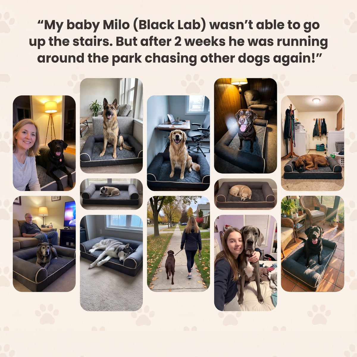 Customer photos of dogs on the GrandPaw bed