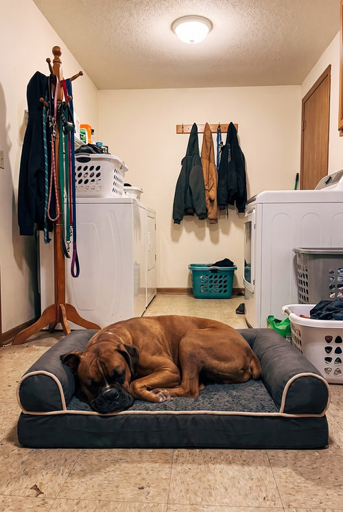 11-boxer-sleep.jpg
