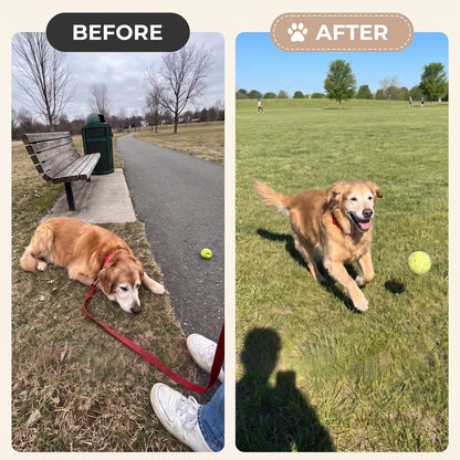 Before and after: dog playing at the park again
